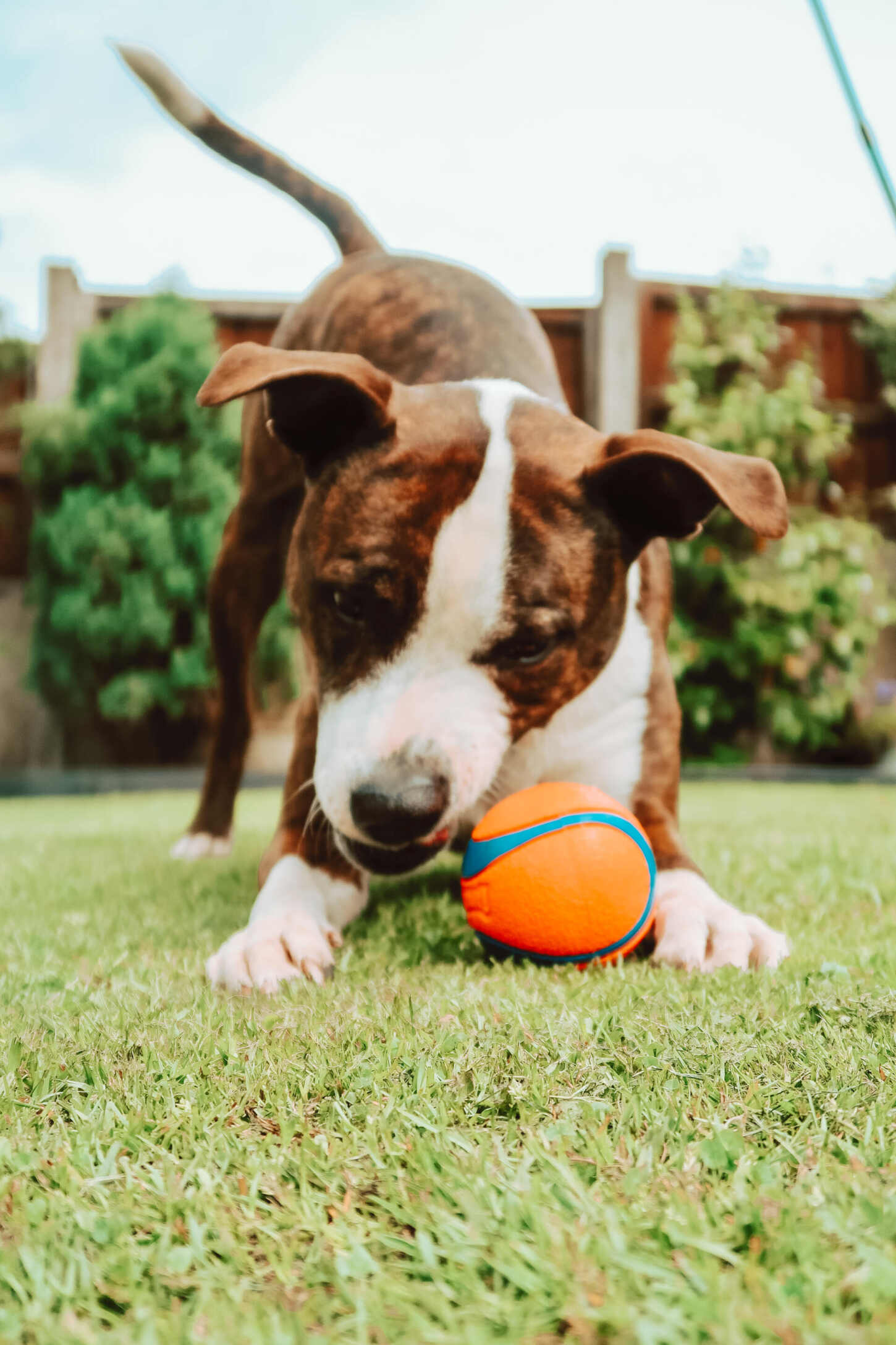 Staffy ball cheap