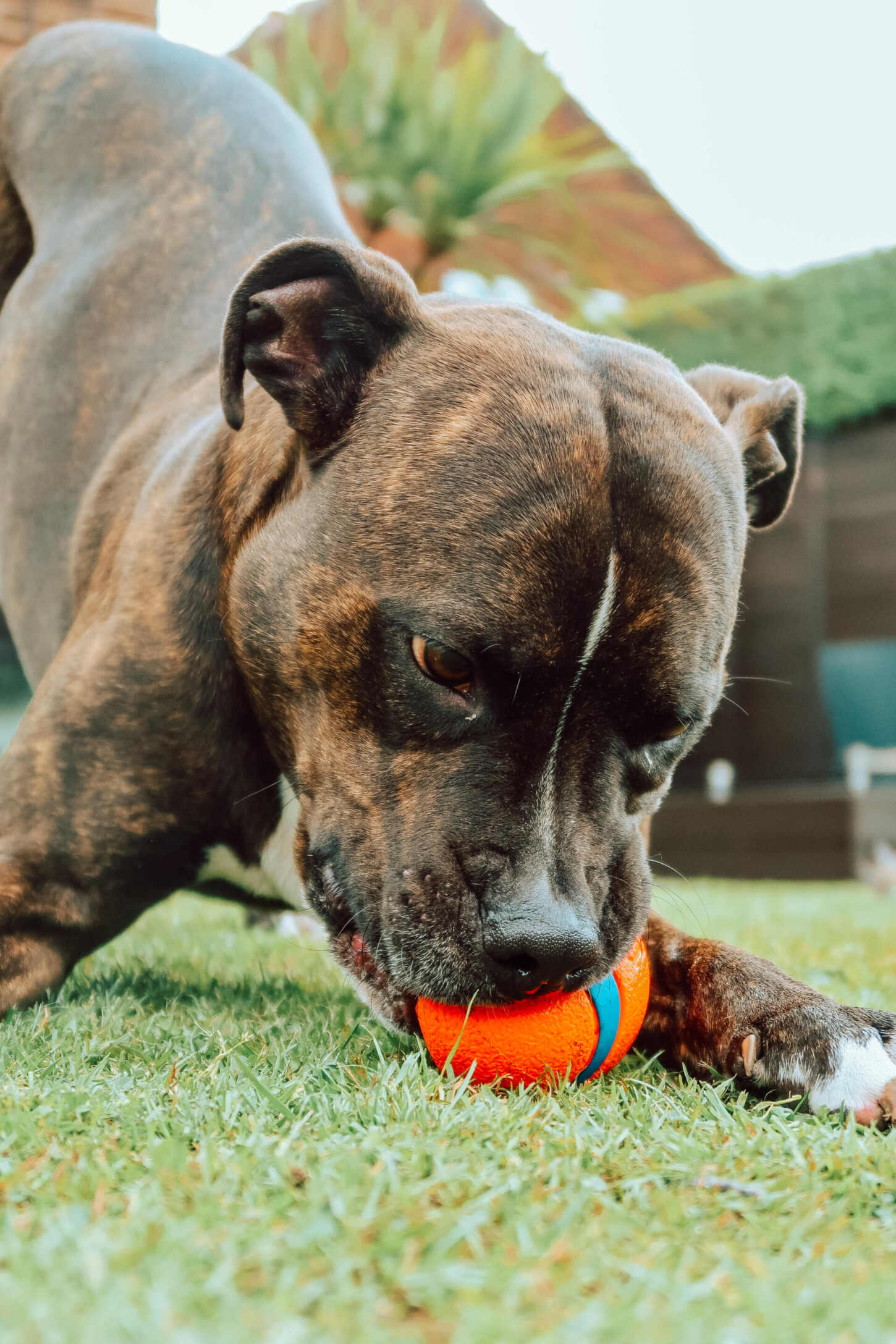 The 2024 staffy ball