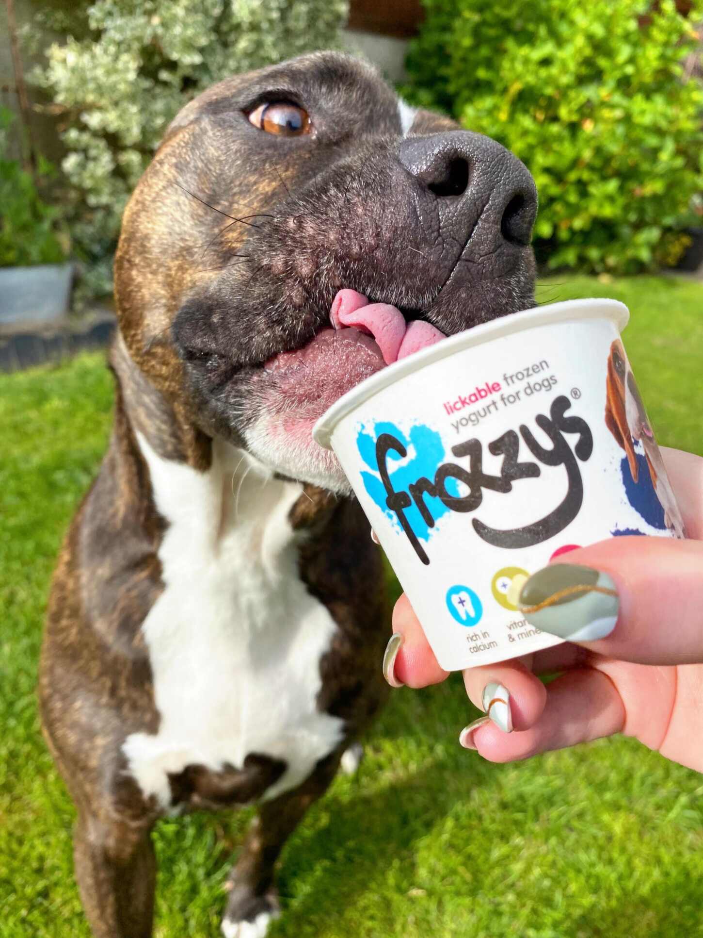 can a dog eat frozen yogurt