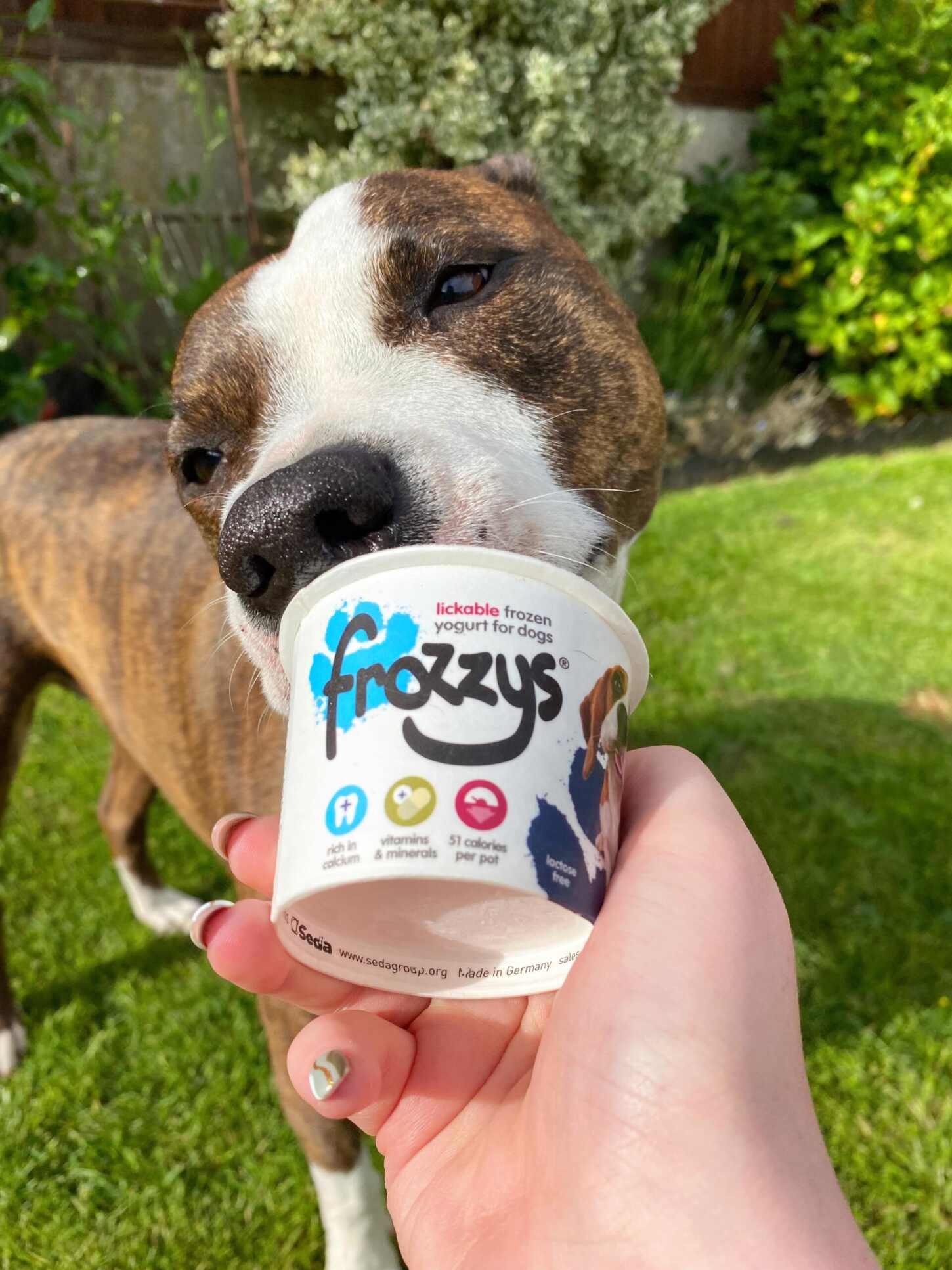 can a dog eat frozen yogurt