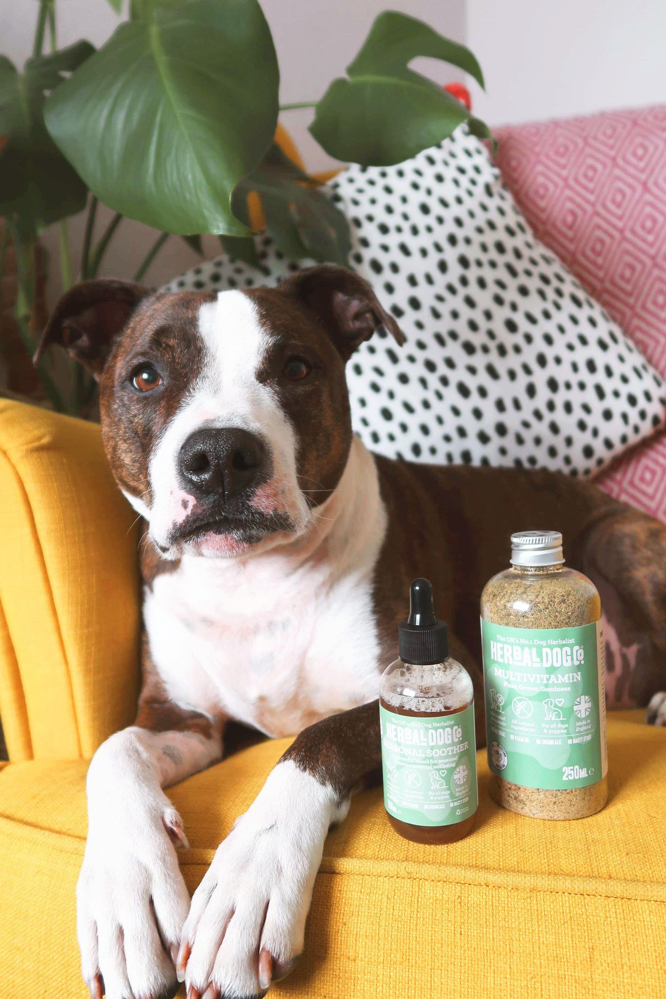 Herbal dog outlet co