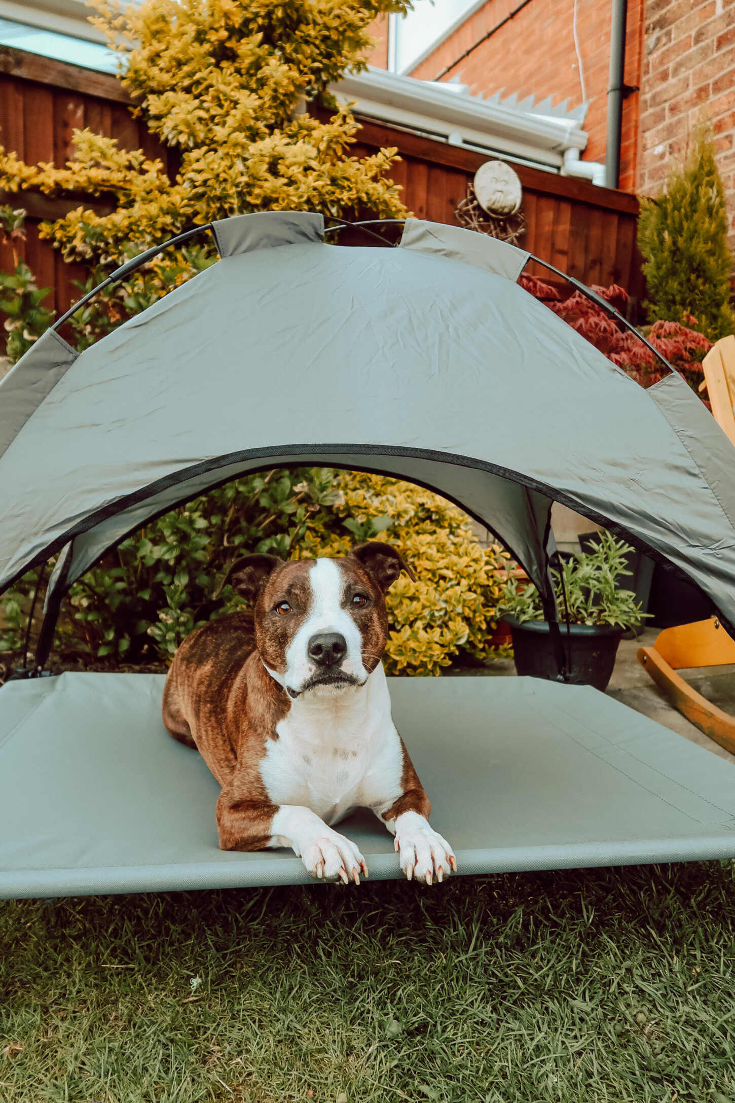 B and m dog sun lounger new arrivals