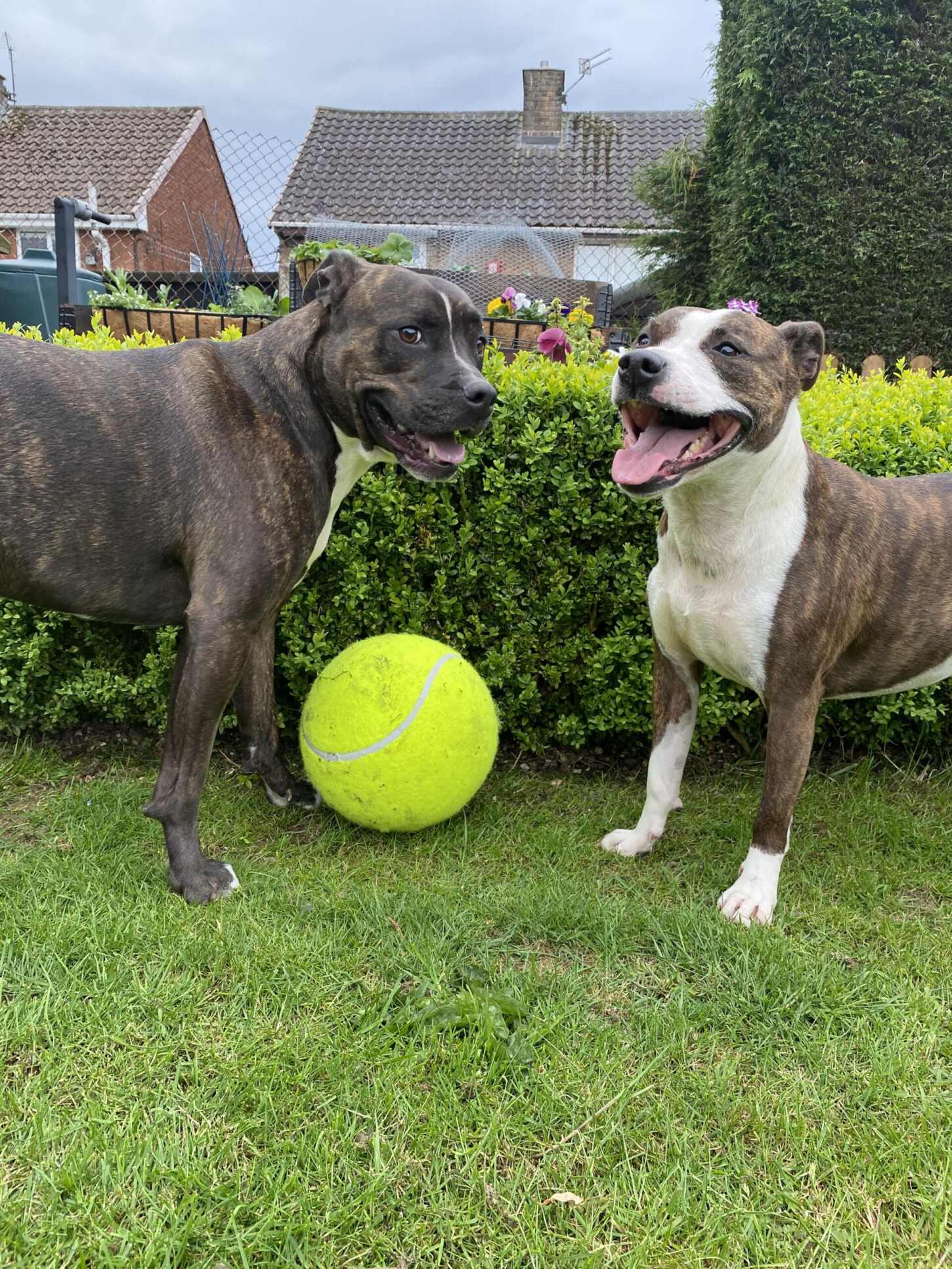 Giant tennis ball for dogs to get into Wimbledon spirit Lady the Scamps