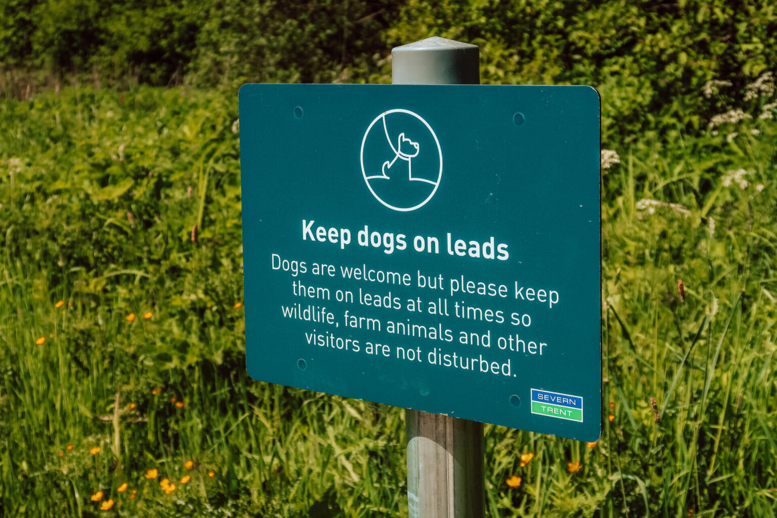 Tittesworth Water onlead walk in Staffordshire with dog ice cream