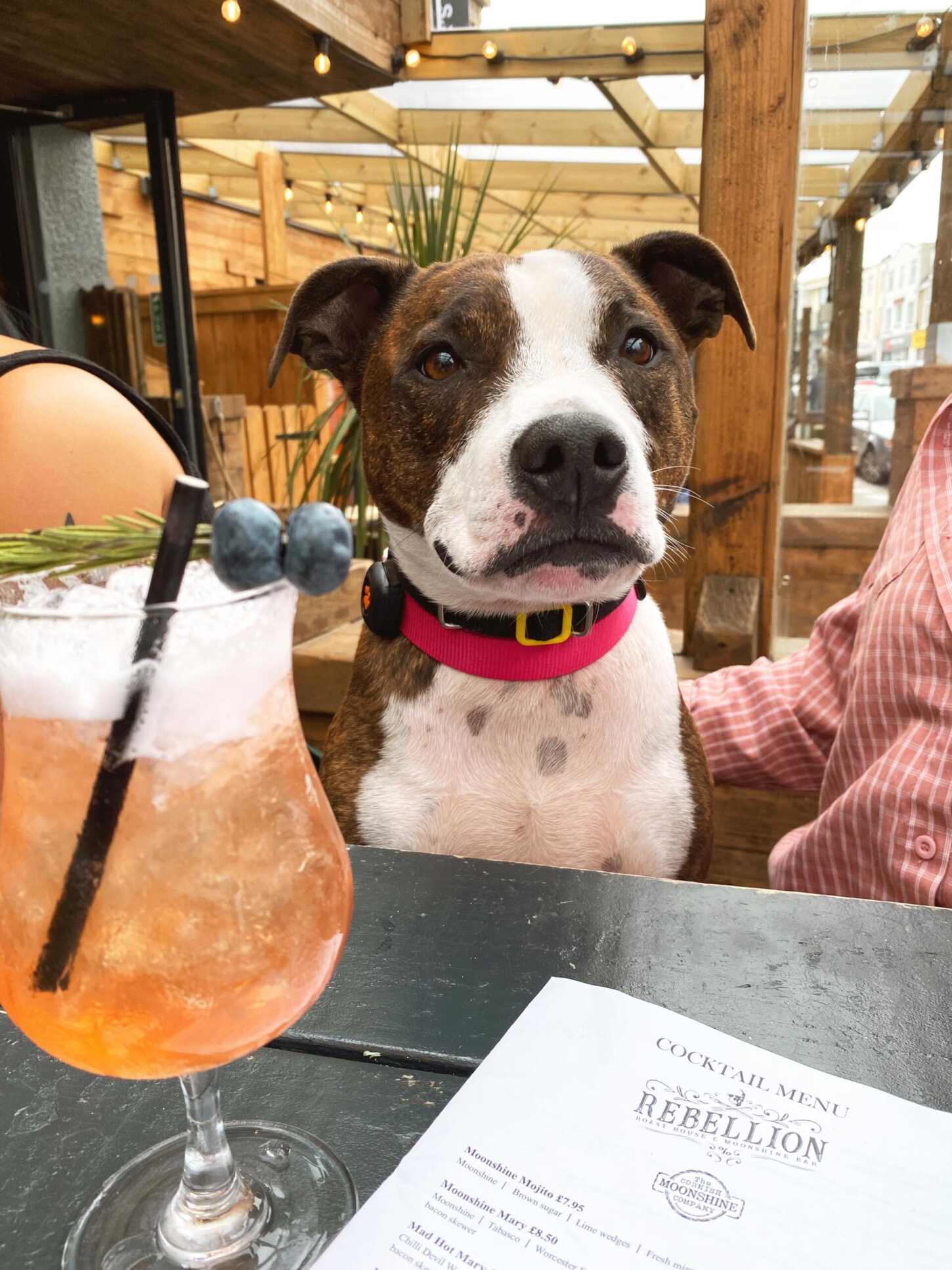 6 of the best dog friendly pubs, bars and restaurants in Newquay