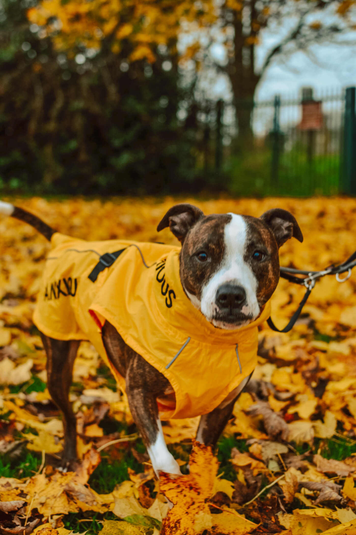 My Anxious Dog raincoat coat helps owners advocate for their reactive dogs Lady the Scamps