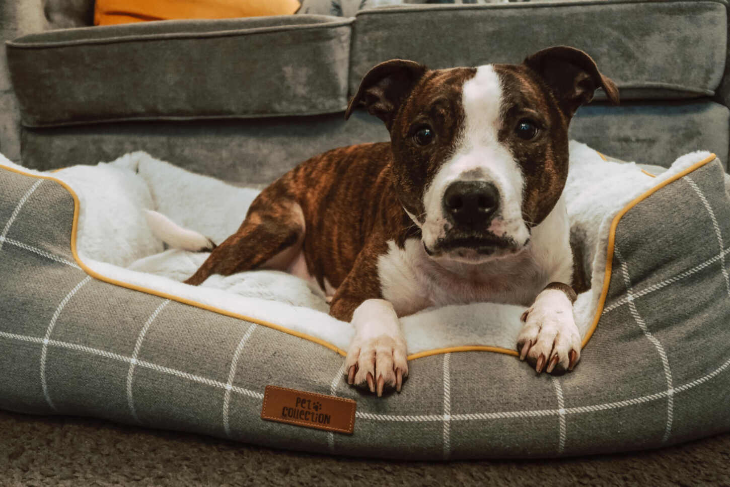 Aldi raised 2024 dog bed