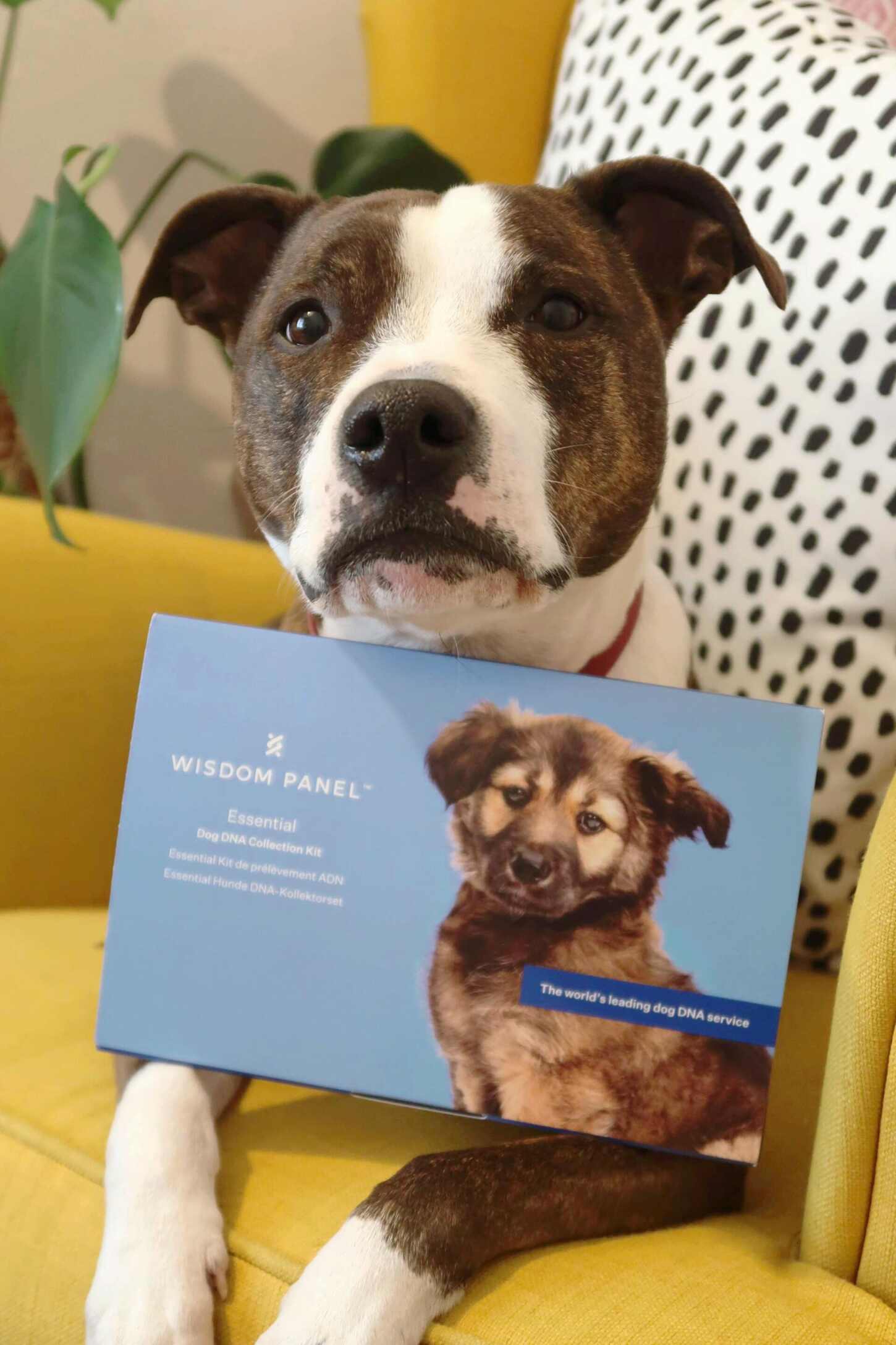 We got Phoebe a Wisdom Panel DNA test - and the results in