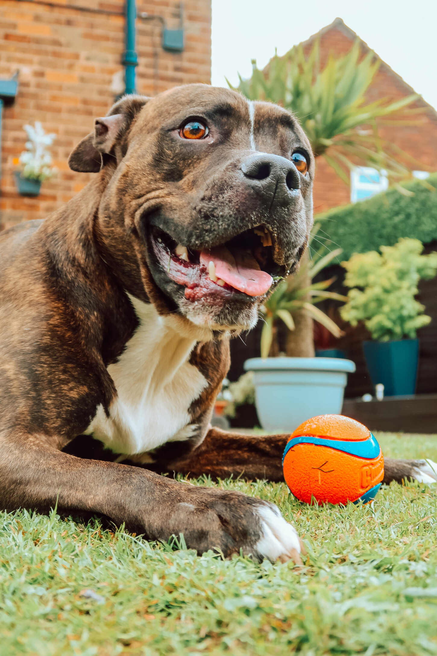 Staffy proof Chuckit Ultra balls that are worth every penny Lady the Scamps