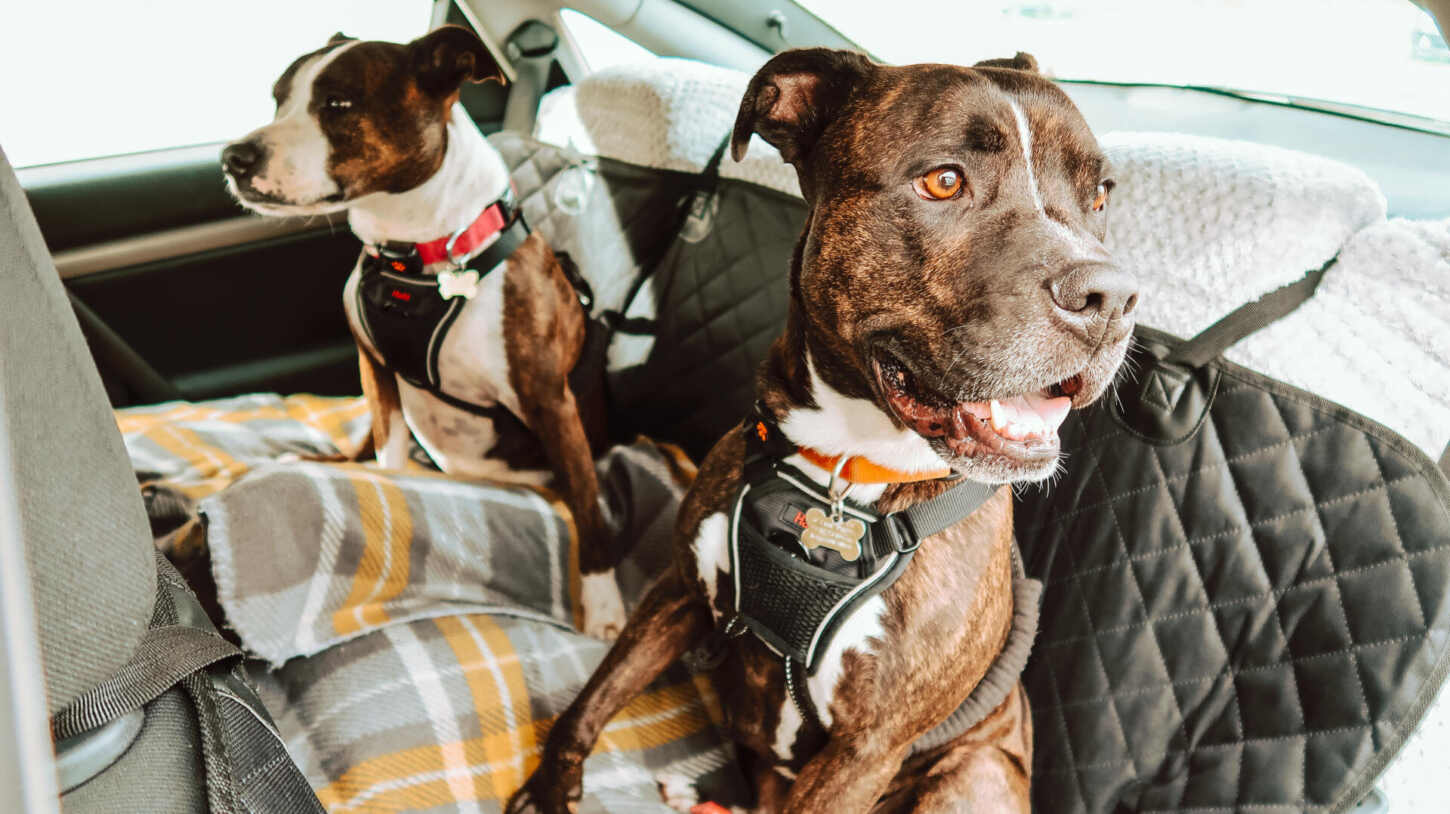 Aldi dog 2024 seat cover