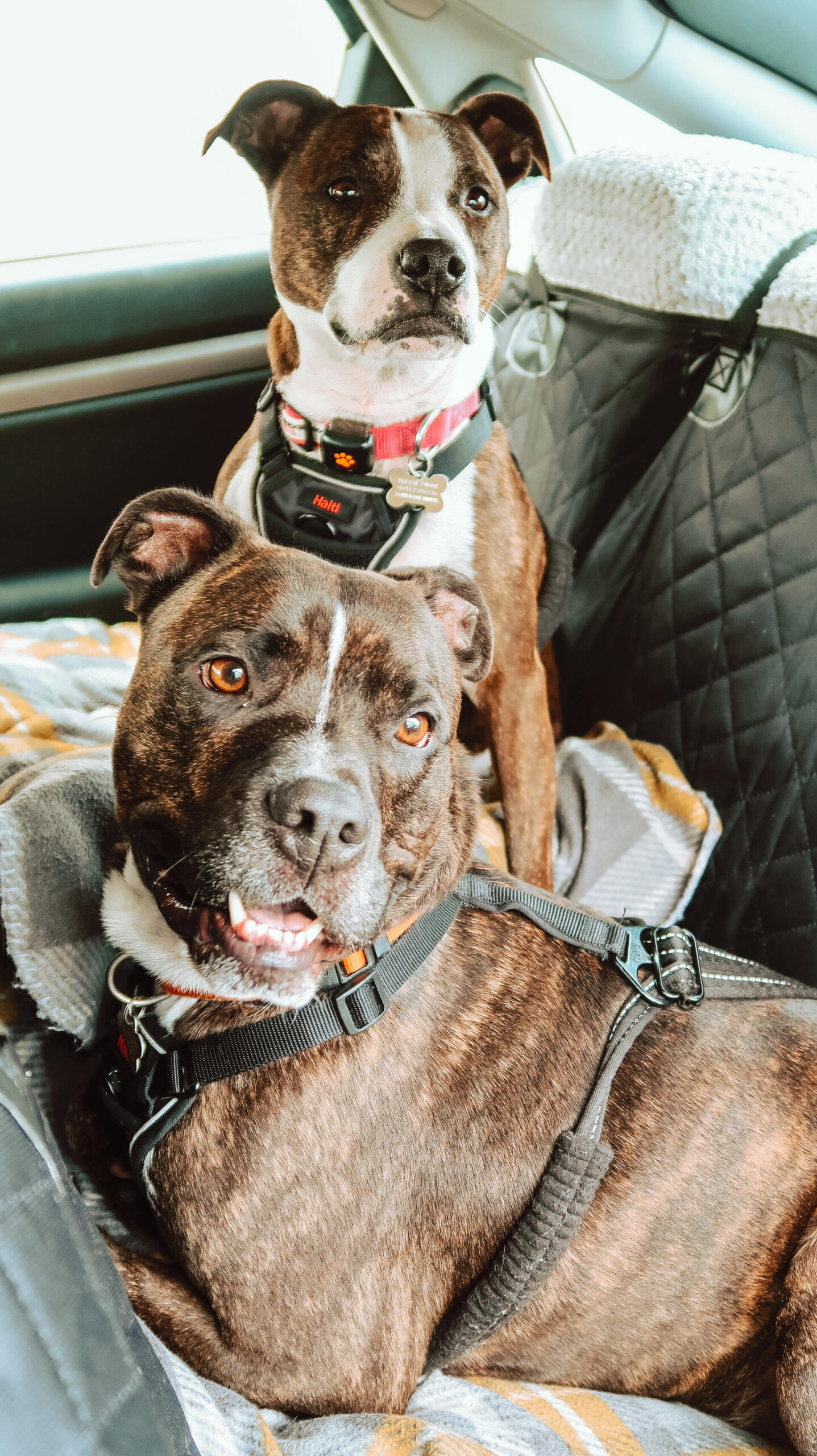 Travelling with dogs You need this 12.99 Aldi dog car hammock