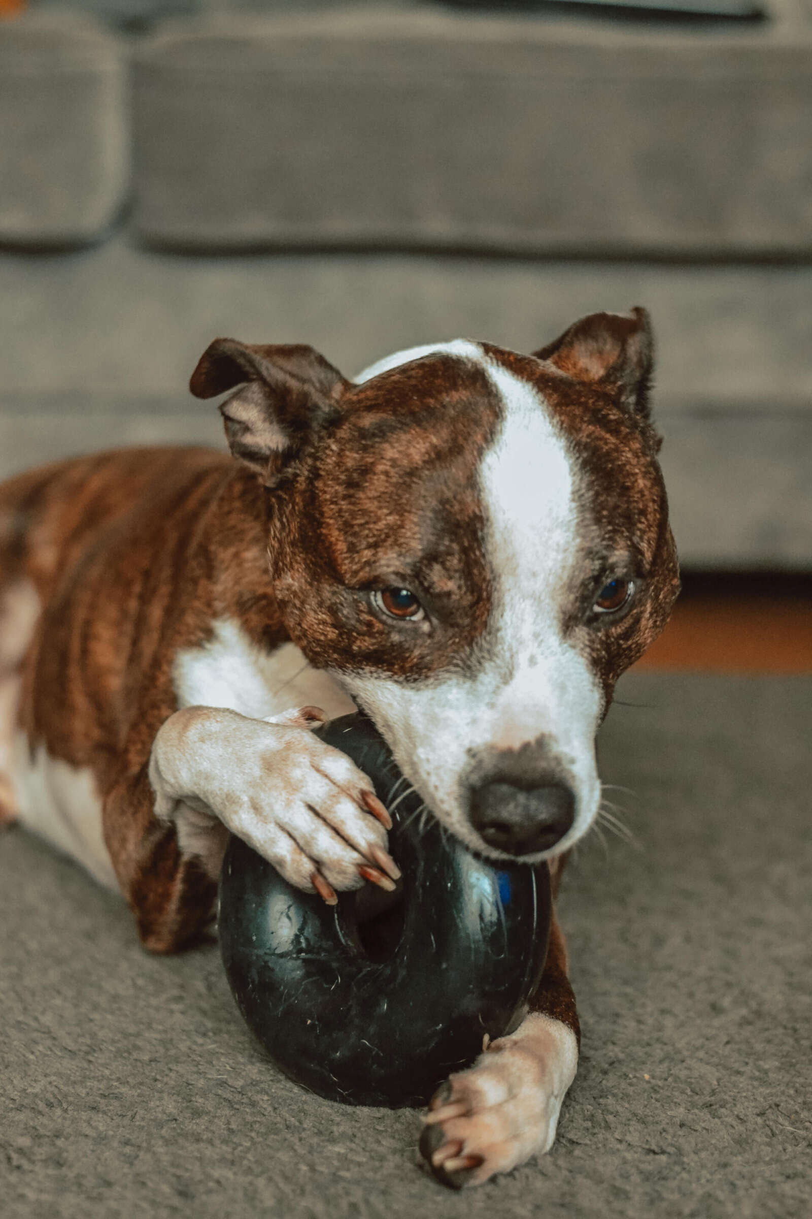 Staffy clearance proof toys